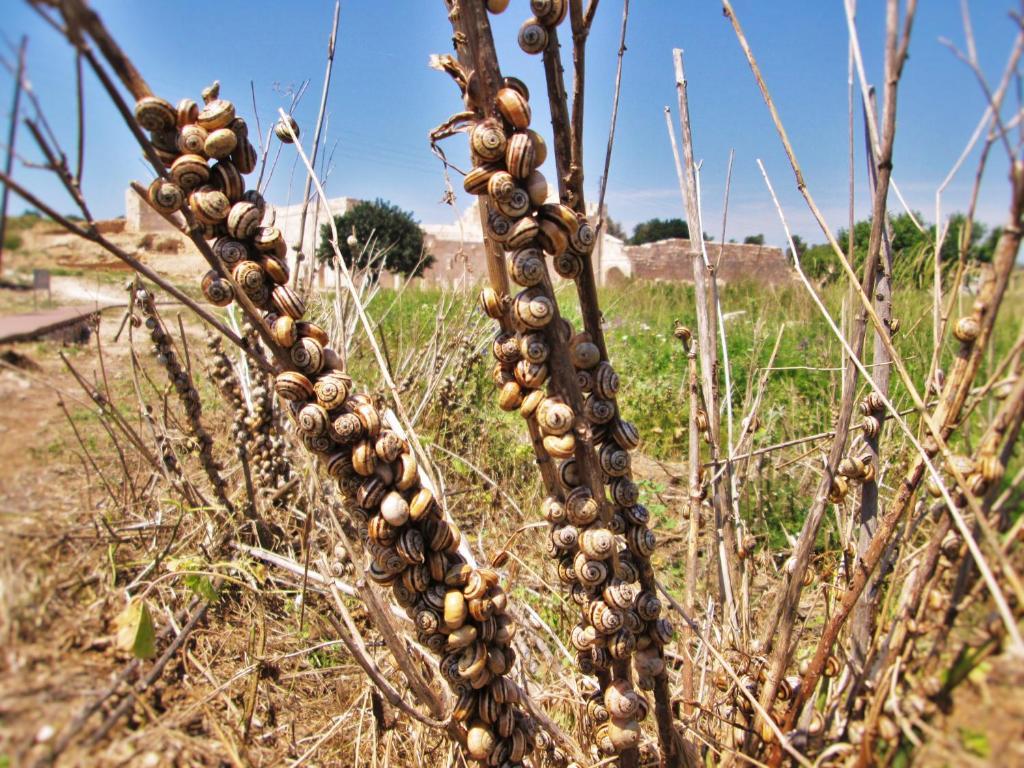 Zeybek 1 Pension Patara Esterno foto